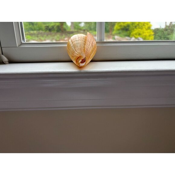 Large Natural Cone Conus Shell w Unique Spotted Pattern & Spiral Design - Picture 4 of 6